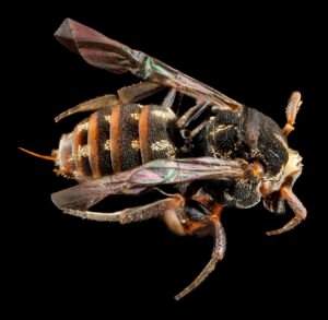 Holcopasites heliopsis dorsal view showing thorax and abdomen, Anne Arundel County, Maryland.