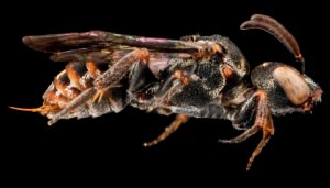 Holcopasites heliopsis side profile showing compact body and smooth abdomen, Anne Arundel County, Maryland.