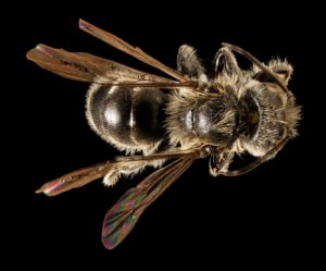 Male Hoplitis simplex dorsal view showing thorax and abdomen, Charles County, Maryland.
