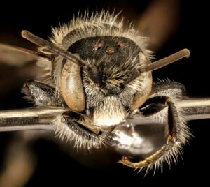 Male Hoplitis simplex face close-up showing compound eyes and facial structure, Charles County, Maryland.