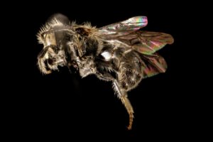 Male Hoplitis simplex side profile showing body shape and lack of scopa, Charles County, Maryland.