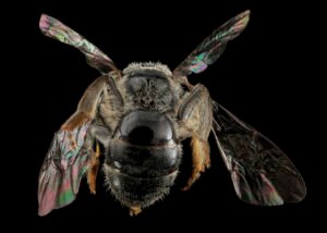 Female Lasioglossum pectinatum seen from above, showing compact body shape and wing positioning.