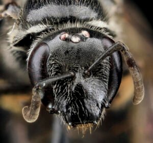 Close frontal view of female Lasioglossum pectinatum showing antennae and facial detail.