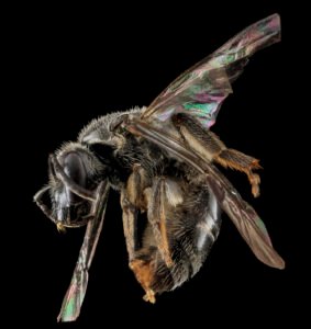 Side profile of female Lasioglossum pectinatum showing thorax, abdomen, and leg positioning.