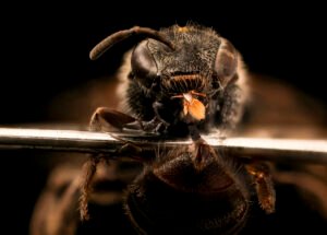 Frontal close-up of female Lasioglossum nelumbonis showing antennae, compound eyes, and facial structure.