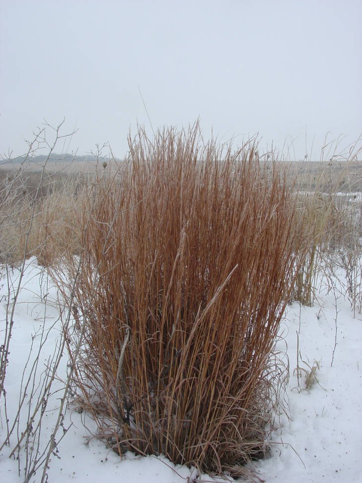 Bunch grass that has turned brown during the winter.