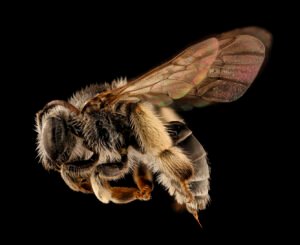 Female Macropis ciliata oil-collecting bee side view showing robust body and dense hairs on hind legs and underside of abdomen.