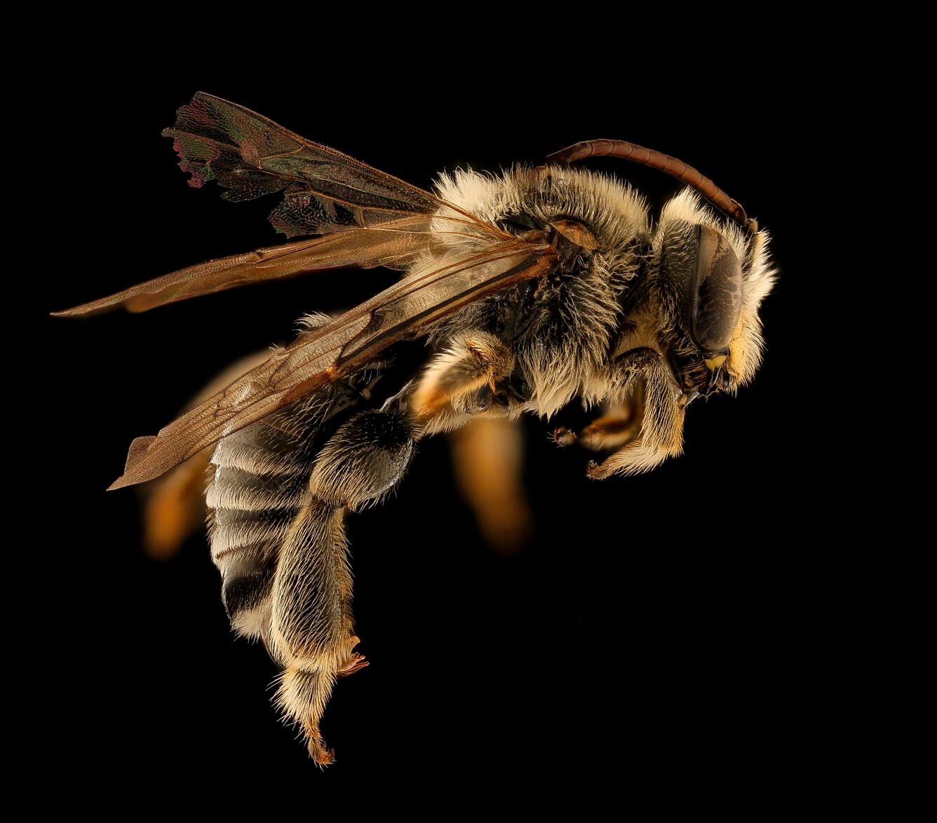 Male Macropis ciliata oil-collecting bee side view showing slender body and lighter hair pattern.