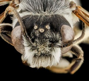 Male Megachile frugalis face close-up showing large eyes and facial structure, Prince George’s County, Maryland.