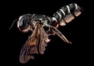 Female Megachile frugalis side profile showing body structure and abdominal scopa for pollen transport.