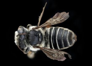 Female Megachile integra dorsal view showing thorax and banded abdomen, Suffolk, Virginia.