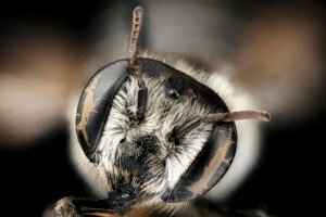 Female Megachile integra face close-up showing mandibles and compound eyes, Suffolk, Virginia.