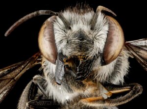 Female Megachile parallela face close-up showing mandibles and compound eyes, Haywood County, Tennessee.