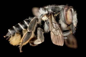 Female Megachile parallela leafcutter bee side view showing robust body and pollen-carrying hairs on underside of abdomen.