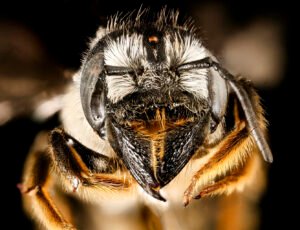 Close-up of female Megachile pugnata leafcutter bee face highlighting large cutting mandibles.