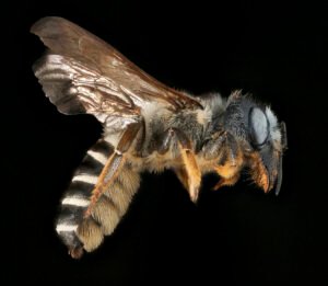 Female Megachile pugnata side profile showing abdominal scopa and body structure, U.S. National Arboretum, Washington, DC.