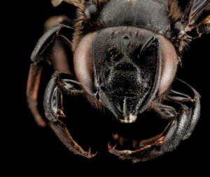 Female Megachile xylocopoides face close-up showing strong mandibles and compound eyes, Florida.