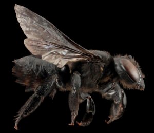 Female Megachile xylocopoides side profile showing abdominal scopa beneath abdomen, Florida.