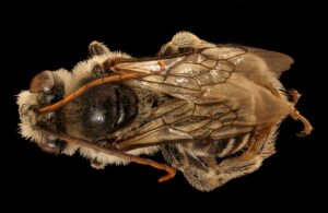 Male Melissodes denticulata dorsal view showing thorax and abdomen, Montgomery County, Maryland.