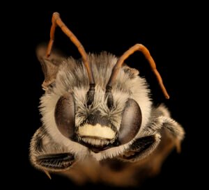Male Melissodes denticulata face close-up showing long antennae and compound eyes, Montgomery County, Maryland.