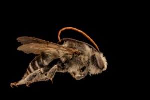 Male Melissodes denticulata long-horned bee right side view showing long antennae and slender body.