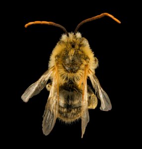Male Melissodes trinodis dorsal view showing thorax and abdomen, Dorchester County, Maryland.