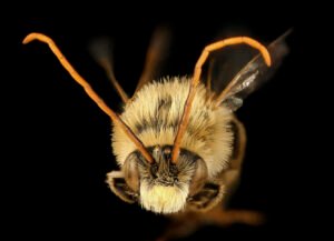 Close-up of male Melissodes trinodis long-horned bee face showing pale facial hairs and long antennae.