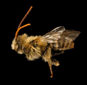Male Melissodes trinodis long-horned bee side view showing elongated antennae and slender abdomen.