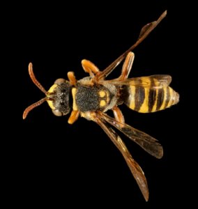 Male Nomada tiftonensis dorsal view showing slender body and wasp-like appearance, Minnesota.