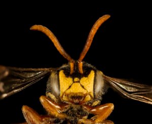 Male Nomada tiftonensis face close-up showing large eyes and reduced hair, Minnesota.