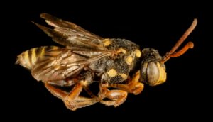Male Nomada tiftonensis side profile showing slender abdomen and lack of scopa, Minnesota.
