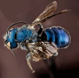 Male Osmia chalybea mason bee dorsal view showing metallic blue coloration and compact body.