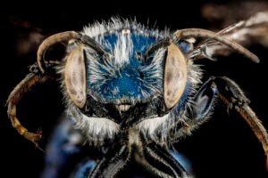 Male Osmia chalybea face close-up showing metallic coloration and facial structure, Camden County, Georgia.