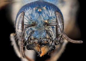 Female Osmia texana face close-up showing compound eyes and mandibles, Carroll County, Maryland.
