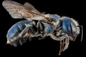 Female Osmia texana mason bee side view showing metallic body and pollen-carrying hairs beneath abdomen