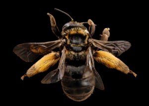 Female Svastra obliqua dorsal view showing thorax and banded abdomen, Kent County, Maryland.