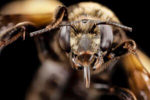 Female Svastra obliqua face close-up showing compound eyes and facial hairs, Kent County, Maryland.
