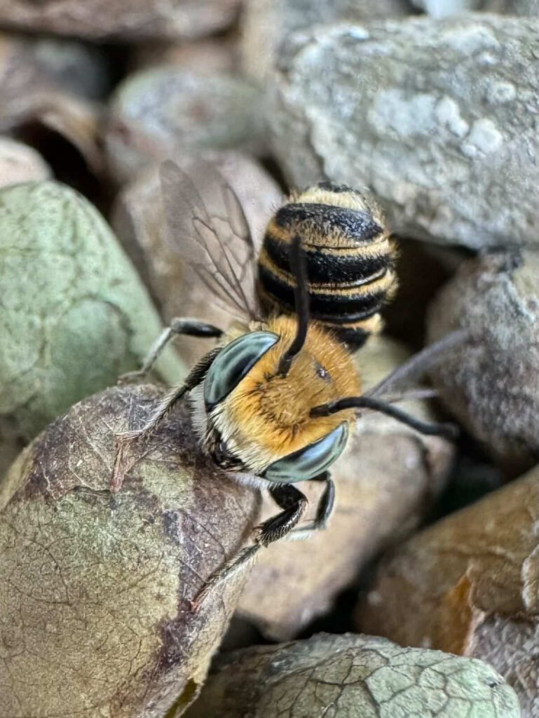 Young leafcutter bee wiggling abdomen.