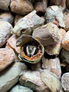 Leafcutter emerging from nest for the first time.