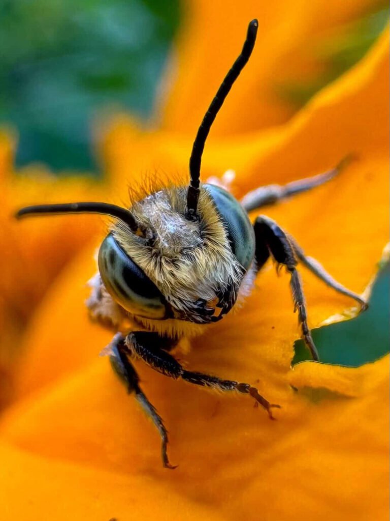 Facial profile of a young leafcutter bee.