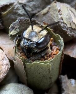 Leafcutter bee head emerging from nest.