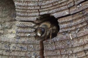 Mason bee emerging from a cavity nest hole in wood, showing head and front legs as it exits.