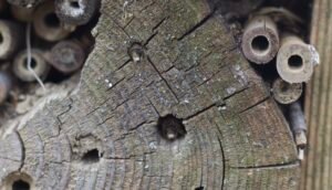 Two mason bees peeking out from adjacent cavity nest holes in wood, showing heads and antennae.