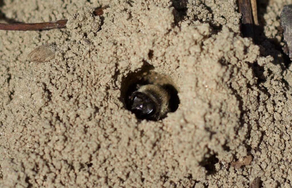 Mining bee peeking out of ground nest entrance in soil at Swan Creek Metropark, Toledo, Ohio.