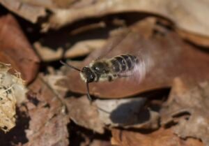 Mining bee flying in natural habitat at Swan Creek Metropark, Toledo, Ohio, showing wings in motion and body detail.