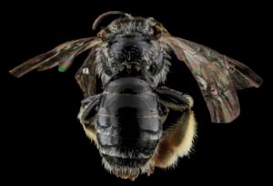 Female Macropis ciliata dorsal view showing body segmentation and thorax, Washington County, Maryland.