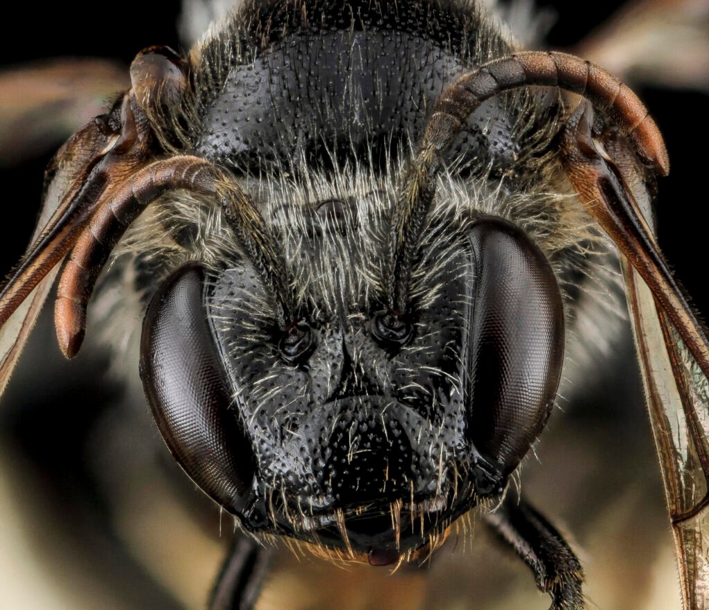 Female Macropis ciliata face close-up showing compound eyes and facial structure, Washington County, Maryland.
