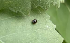 Orange-spotted beetle resting on a green leaf, showing body pattern and coloration.