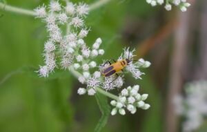 Goldenrod soldier beetle collecting nectar on boneset flowers.