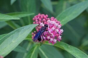 Great black wasp collecting nectar on swamp milkweed flower.